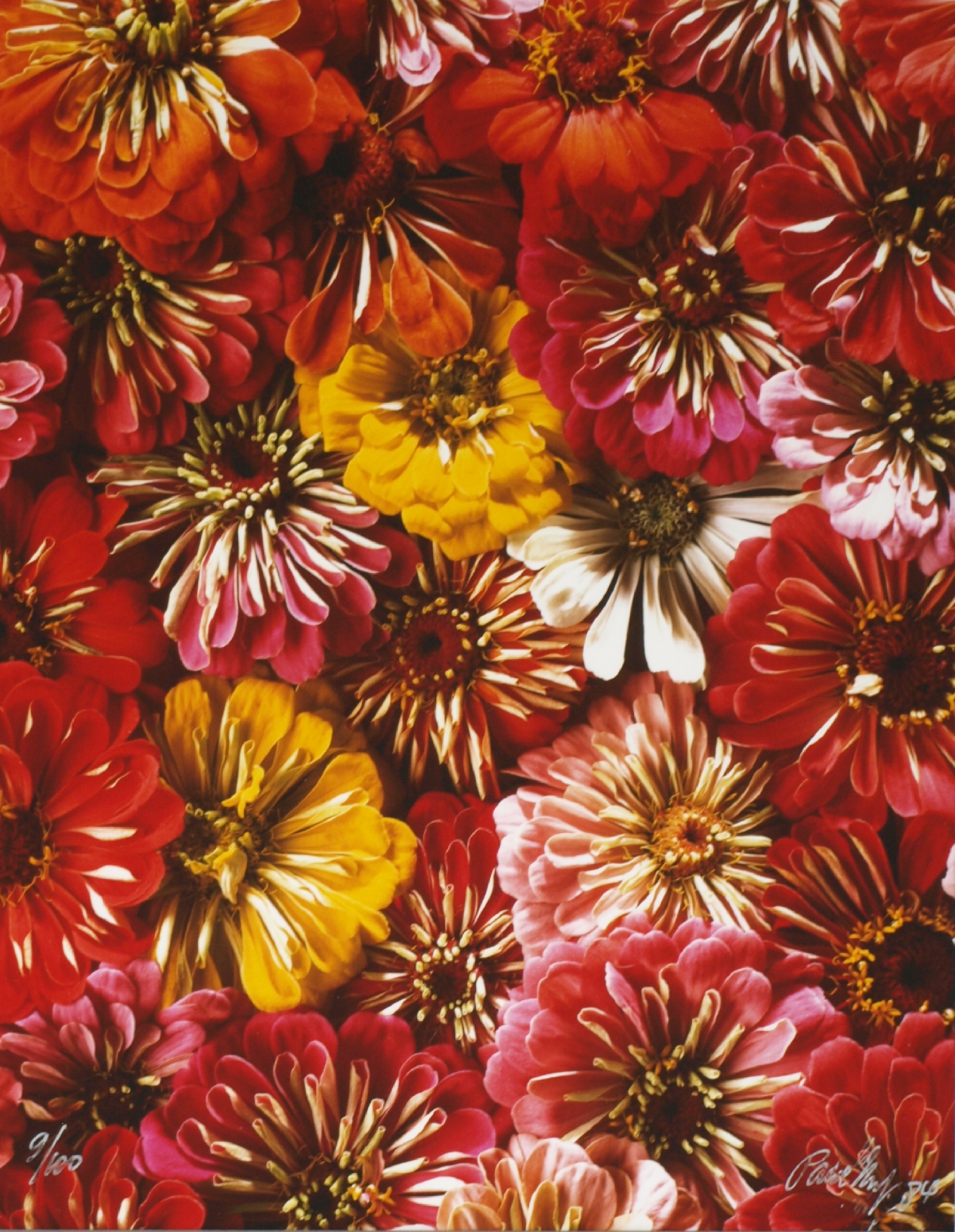 Paul Huf - Foto , Flowers , Bloemen – gesigneerd & ingelijst - 1984 - 60 x 50 cm kopen? Bied vanaf 75!