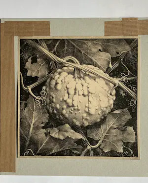 Jan Voerman (jr.) - Drie Litho's uit 1920 Kamerlinde, Kerstroos, Pompoen kopen? Bied vanaf 1!