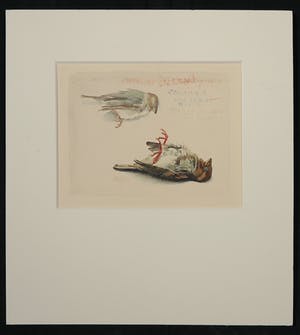 Pien Hazenberg - Aquarel, Zondagsmus voor Saskia kopen? Bied vanaf 35!