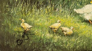 Toon Wildeboer - eenden in landschap kopen? Bied vanaf 20!