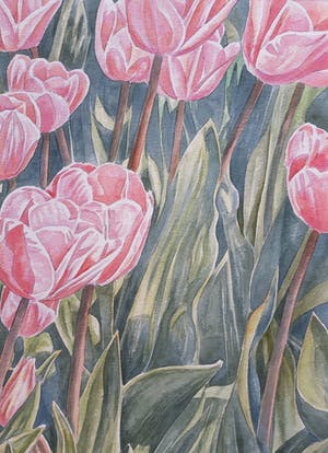 Ger Daniels - Roze Tulpen kopen? Bied vanaf 25!