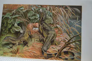 Antiquarisch Boek - The Royal Natural History (6 delen compleet) 1893 kopen? Bied vanaf 175!