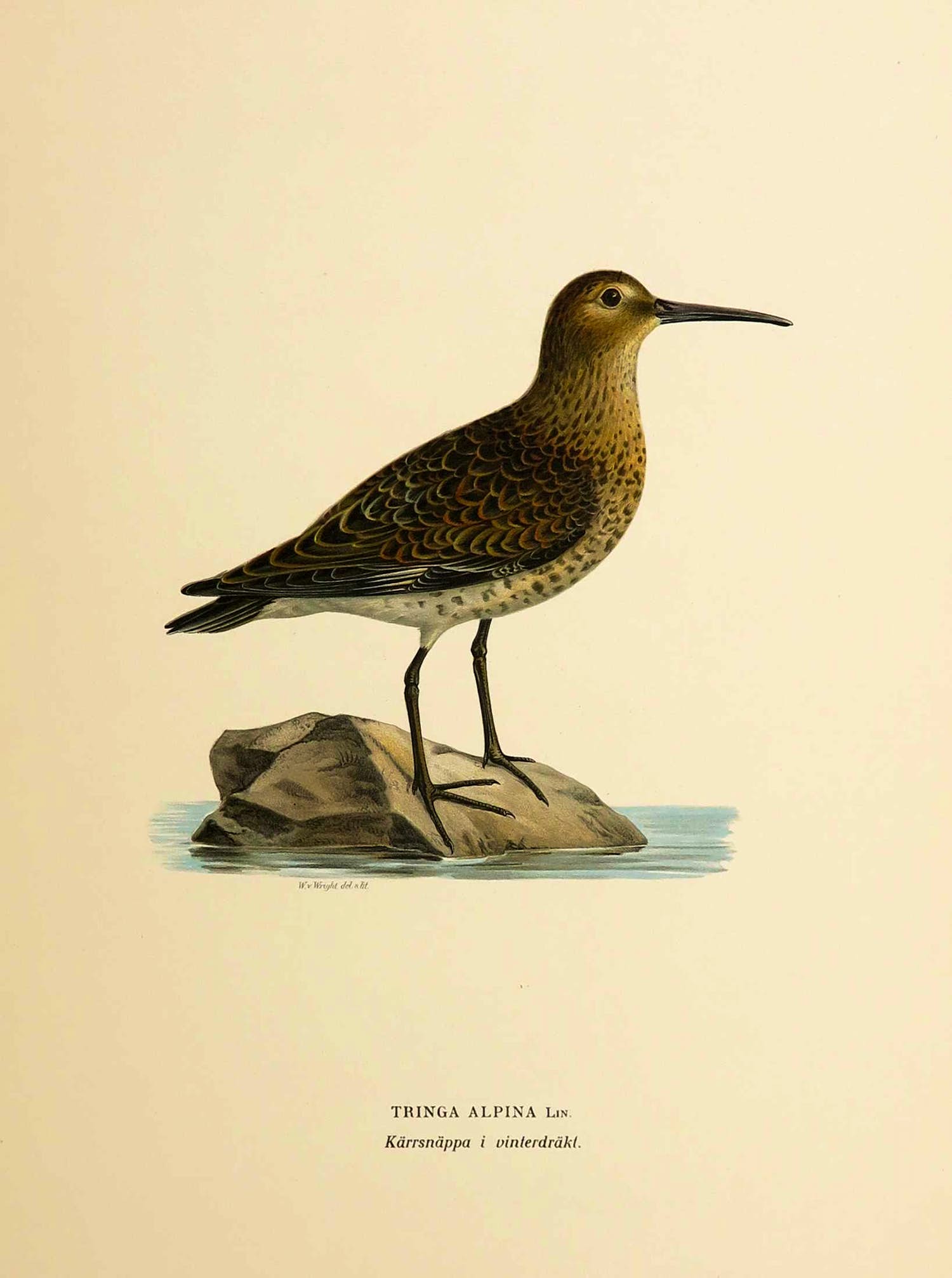 Wilhelm von Wright - Litho, Tringa Alpina, uit Svenska foglar (...) verkocht voor € 1!