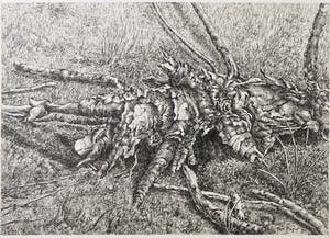 Ton Pape - Pentekening, Omgevallen boom in veld kopen? Bied vanaf 1!