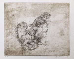 Simon Koene - Jonge mussen kopen? Bied vanaf 20!