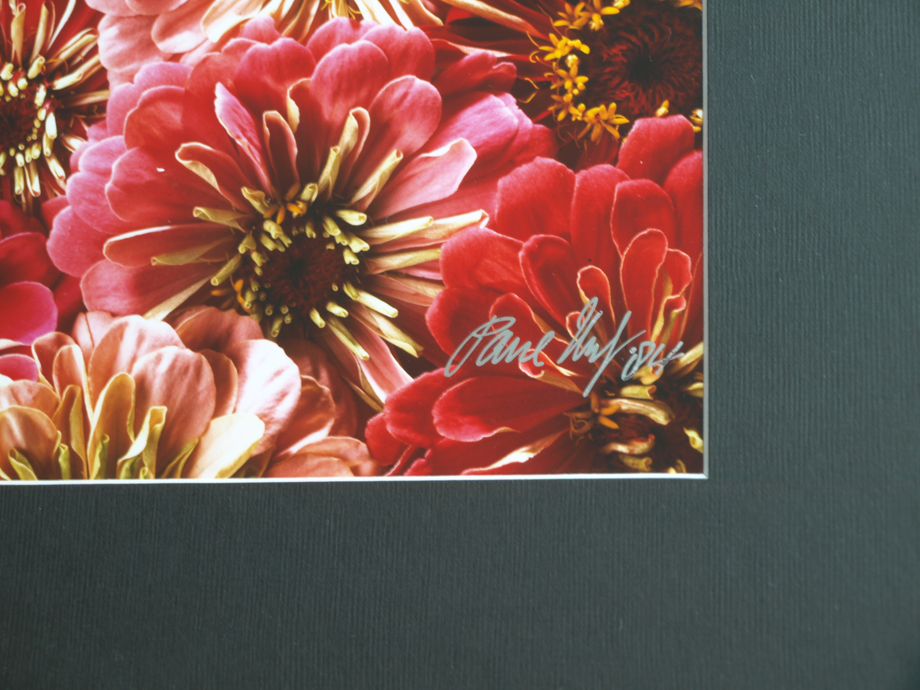 Paul Huf - Foto - Flowers – gesigneerd & ingelijst - 1984  kopen? Bied vanaf 125!