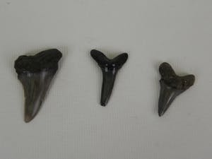 Curiosa - 3x fossiele haaientand Vindplaats in Nederland bij Cadzand kopen? Bied vanaf 1!