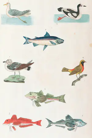 Harrison & Co. - Lot van twee handgekleurde gravures, Vogels, vissen en zoogdieren kopen? Bied vanaf 1!