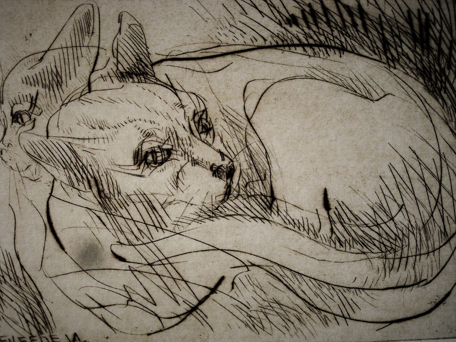 Frits van Eeden - zeldzame 1e staat ets "luierende poezen" gesigneerd  kopen? Bied vanaf 1!