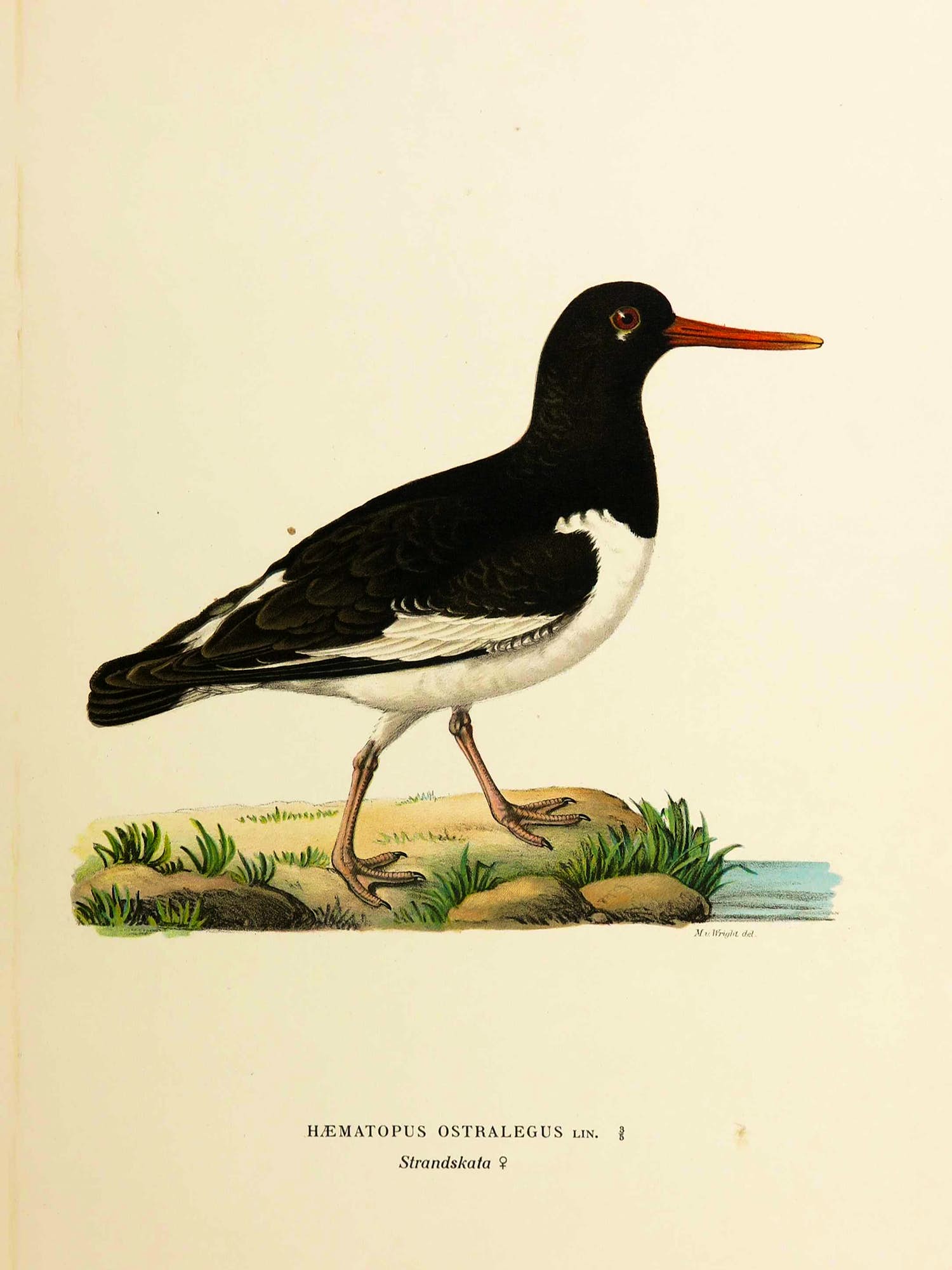 Wilhelm von Wright - Litho, Haematopus Ostralegus, uit Svenska foglar (...) kopen? Bied vanaf 1!