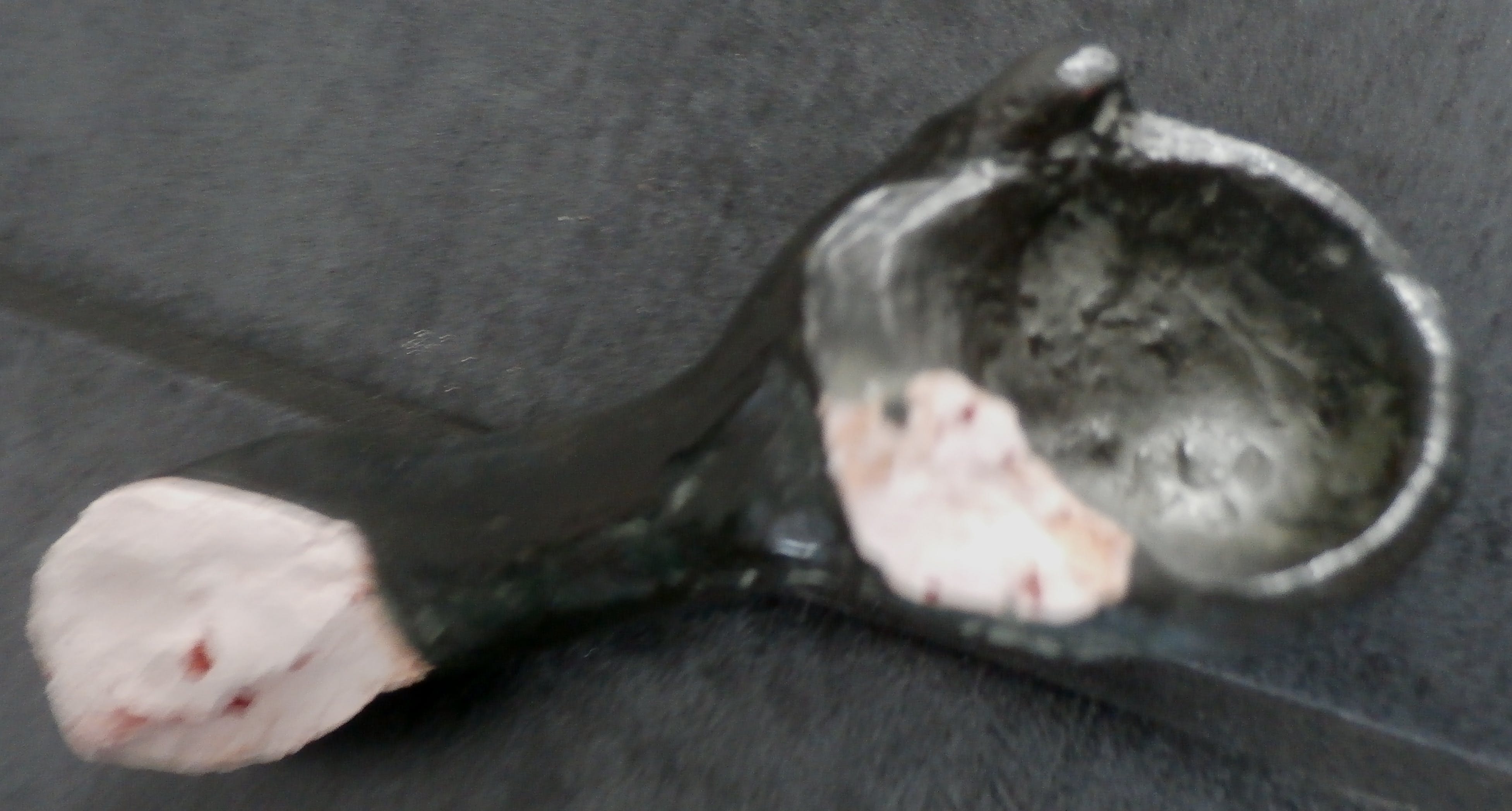 August Falise -  - Beeld: zittende boerin kopen? Bied vanaf 1!