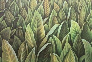 Jean Paul Vroom - kleurenlitho - 'Mei-vallei Praslin' - 1986 kopen? Bied vanaf 100!