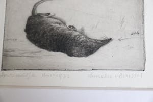 Anneke van Brussel - Spitsmuisje kopen? Bied vanaf 25!