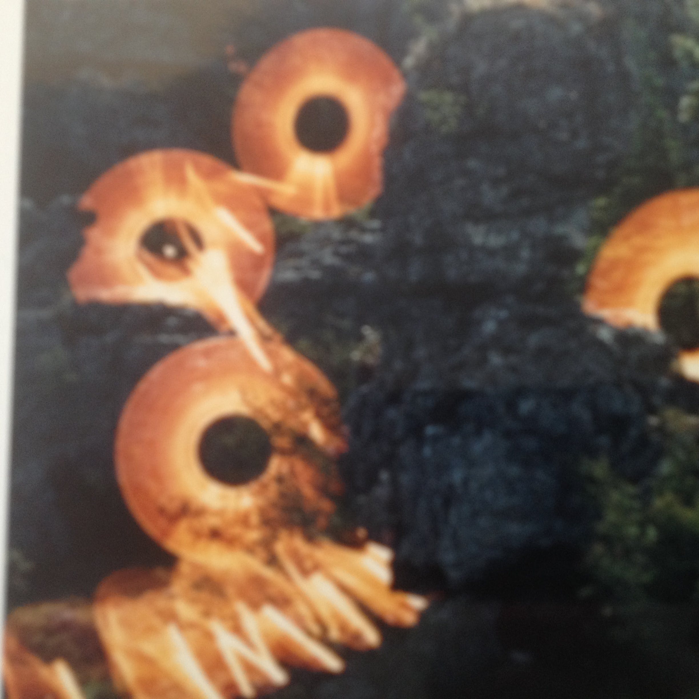 Niet of onleesbaar gesigneerd - Fotomontage in Landschap op Fotopapier 20e eeuw. kopen? Bied vanaf 1!