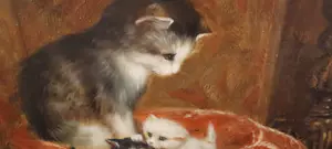 Armin Stern - Katze mit Kätzchen kopen? Bied vanaf 100!