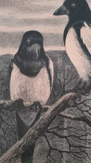 Willem Abraham Wassenaar - Eksters kopen? Bied vanaf 10!