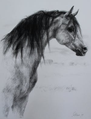 Piet Klaasse - Litho: Arabische hengst - 1974 kopen? Bied vanaf 55!