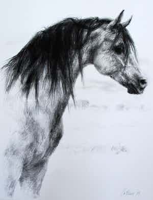 Piet Klaasse - Litho: Arabische hengst - 1974 verkocht voor € 55!