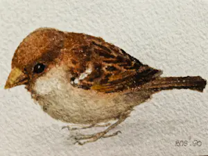 Jan Bos - Prachtig geschilderde aquarel "Musje" - gesigneerd - in passe partout kopen? Bied vanaf 35!