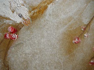 Tinus van Doorn - Tropische vogels op bloesemtak kopen? Bied vanaf 95!