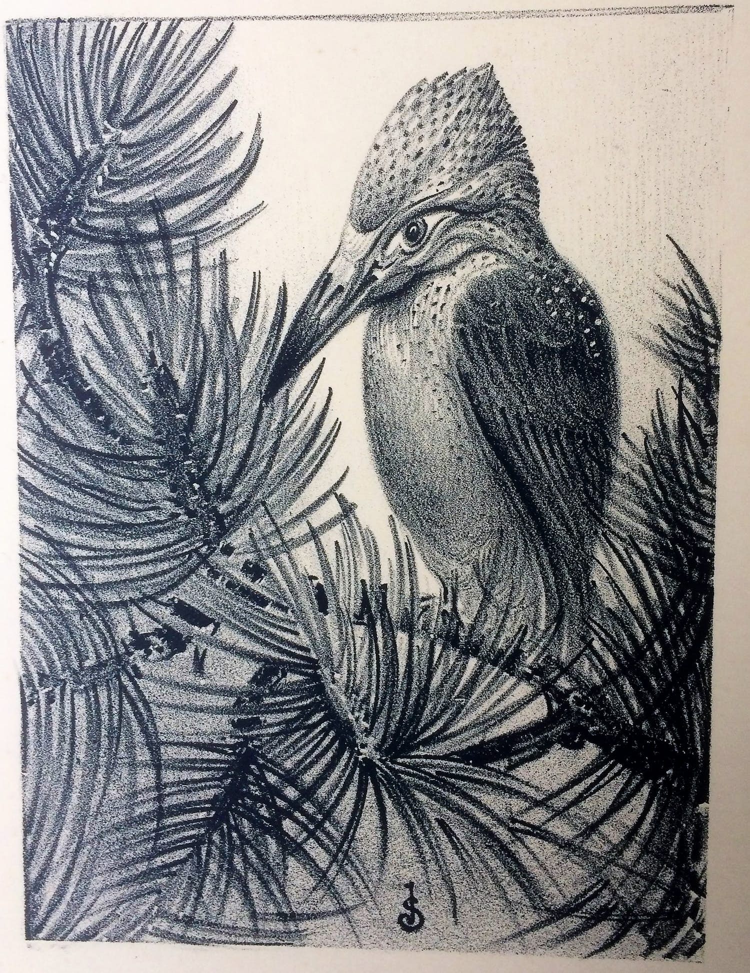 Jan Schonk - Litho "IJsvogel" 1929 kopen? Bied vanaf 40!