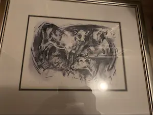 Mary Koekenbier - Koeien kopen? Bied vanaf 35!