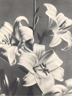 Curiosa - Mooie promotie affiche uit de oorlogsjaren - 1944 kopen? Bied vanaf 1!