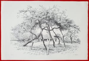 Patrick Creyghton - Gestutte boom, litho kopen? Bied vanaf 50!