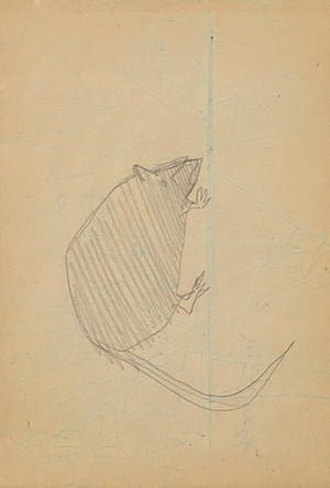 Siep van den Berg - Lot van drie tekeningen, Abstracte composities en muis - Ingelijst kopen? Bied vanaf 35!