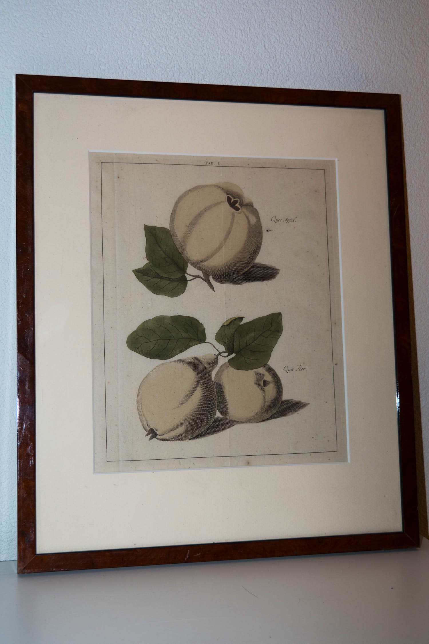 Johann Hermann Knoop - Kweepeer Kwee-appel verkocht voor € 40!