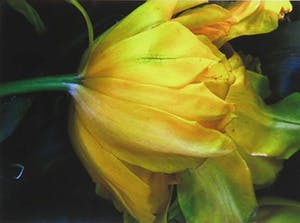 Bert Houweling - Fotoprint, Tulp 41 - Ingelijst kopen? Bied vanaf 1!
