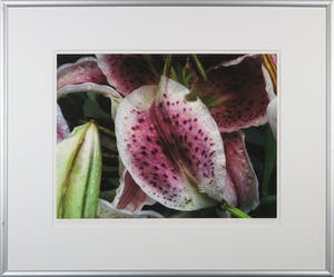 Bert Houweling - Foto, Lelie 45 - Ingelijst kopen? Bied vanaf 10!