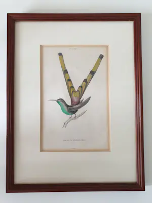 William Home Lizars - 2 stuks Kolibrie/ Hummingbird Gravure Oud Handgekleurd 19e eeuw kaufen? Bieten Sie von 40!