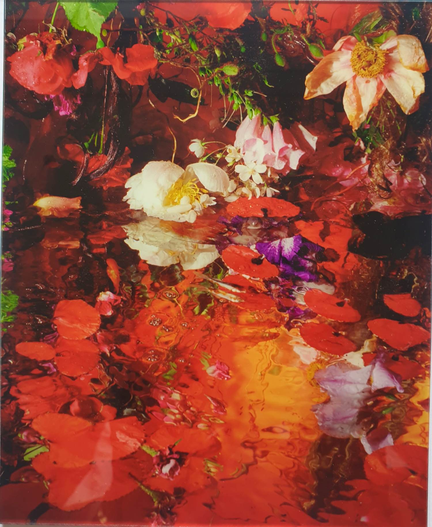 Margriet Smulders - "Get Drunk" - Foto Cibachrome - 2006 - Inclusief gesigneerd Boek - 13/77 kopen? Bied vanaf 350!