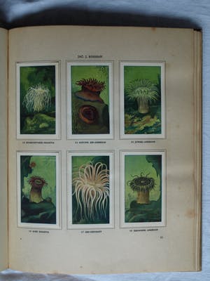 Curiosa - 7 Plaatjesalbums , Verkade (5x), Douwe Egberts (1x), Haust (1x) – (1925-1950) kopen? Bied vanaf 1!