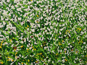 Giovanni Daurea - Floreale 318 kopen? Bied vanaf 280!