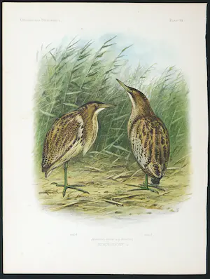 Eduard Daniël van Oort - Chromolitho, Lot van vier voorstellingen uit 'De Vogels van Nederland' kopen? Bied vanaf 1!