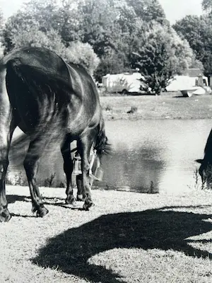 Mies de Roos - 'Schimmel' kopen? Bied vanaf 1!