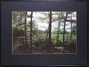 Paul Huf - Foto, Bosgezicht - Ingelijst kopen? Bied vanaf 1!