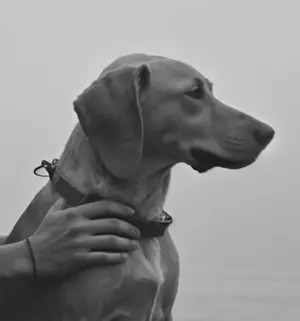 Mr Strange - Vrienden voor het leven kopen? Bied vanaf 75!