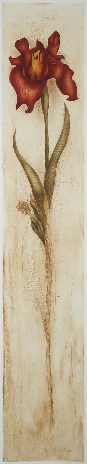 Bernd Lehmann - Ets, Bloem (Rood) - Ingelijst kopen? Bied vanaf 35!