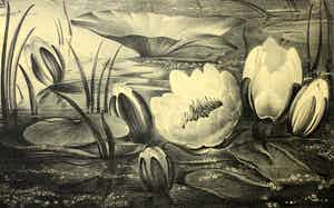 Jan Schonk - Z.t. (Waterlelies) - Tweede versie verkocht voor € 65!