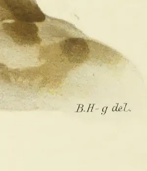 Wilhelm von Wright - Litho, Stercorarius Skua, uit Svenska foglar (...) kopen? Bied vanaf 1!