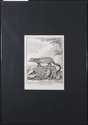 William Tringham - Gravure naar Jacques de Sève , La genette de France kopen? Bied vanaf 1!