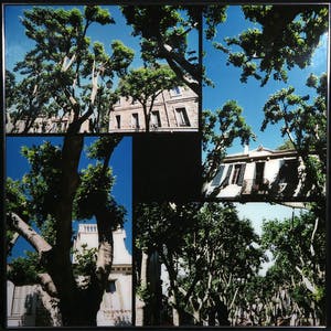 Paul Huf - C-Print, Bomen - Ingelijst (Groot) kopen? Bied vanaf 1!