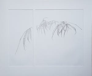 Reinder Homan - dubbele ets, botanisch, opl.3/50, incl. lijst kopen? Bied vanaf 150!