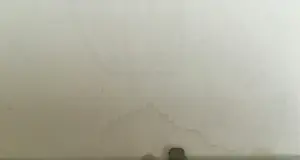 Margarita Nicolaas - Unieke stier in paars & blauw kopen? Bied vanaf 50!