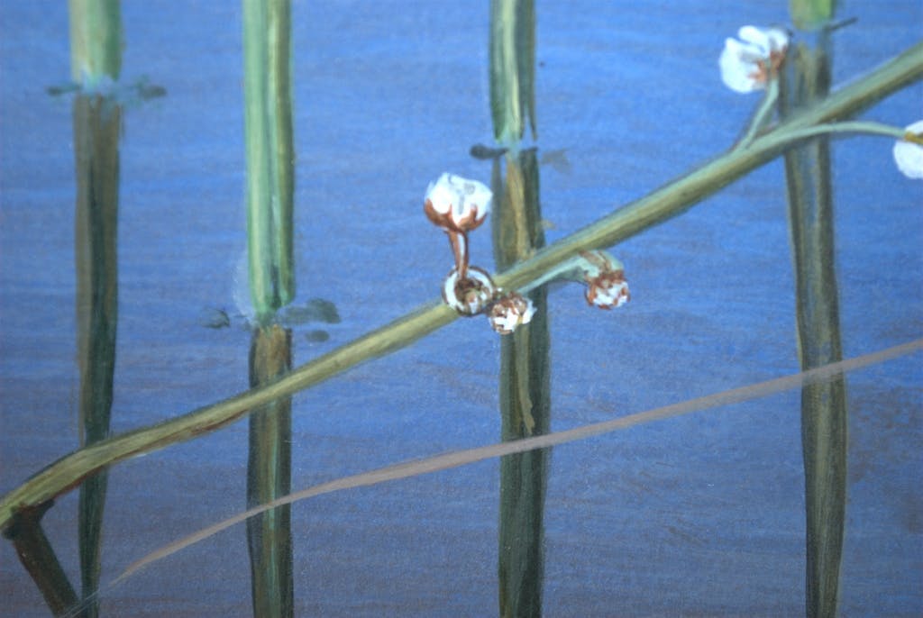 Niet of onleesbaar gesigneerd -  gesigneerde gouache - bloeiende waterplanten - GRATIS VERZENDING NL kopen? Bied vanaf 40!