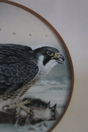 Ari Stolk - Slechtvalk kopen? Bied vanaf 25!