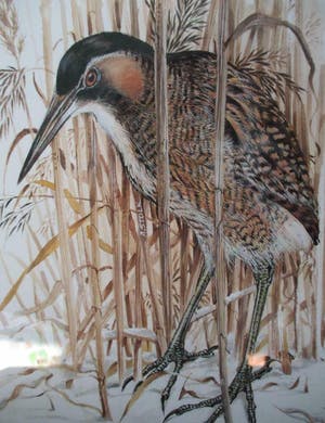 Ari Stolk - Roerdomp in het riet kopen? Bied vanaf 125!